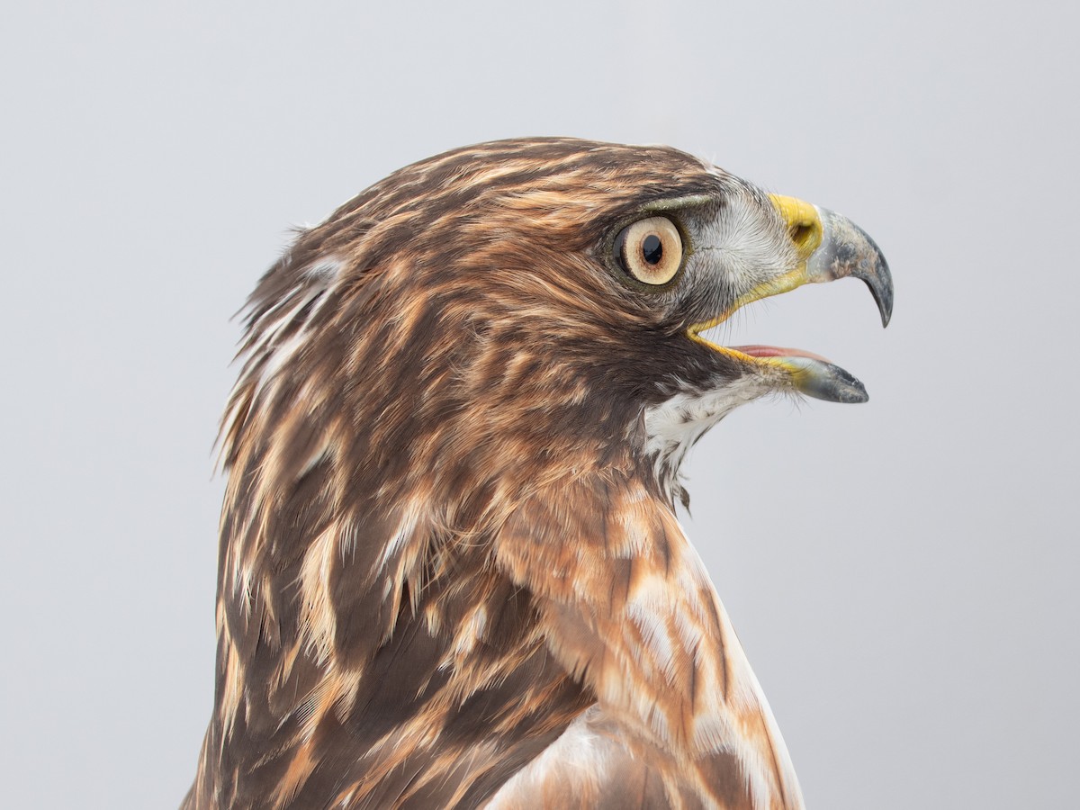 Kızıl Kuyruklu Şahin - ML646766760