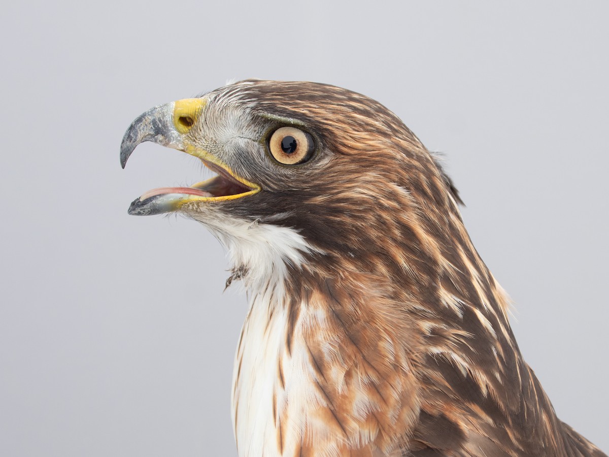 Kızıl Kuyruklu Şahin - ML646766761