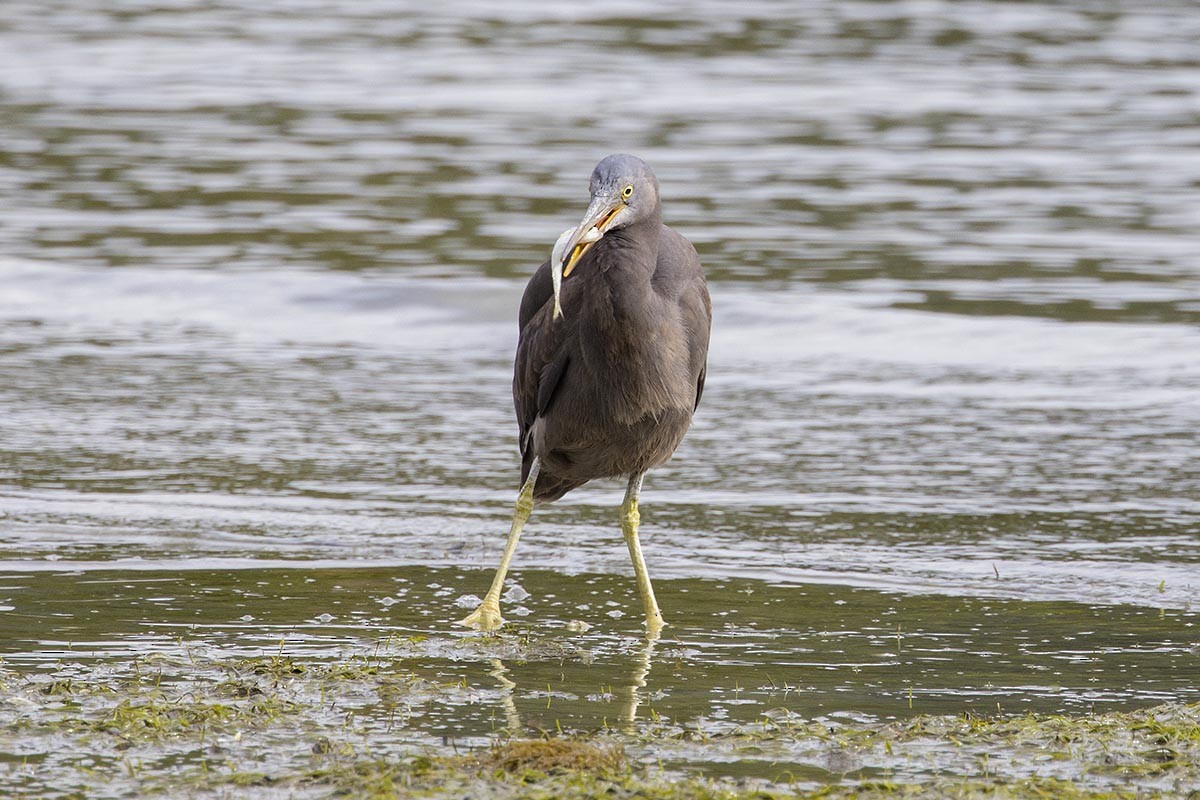 Pacific Reef-Heron - ML646766762