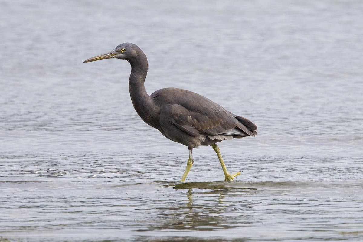 Pacific Reef-Heron - ML646766763