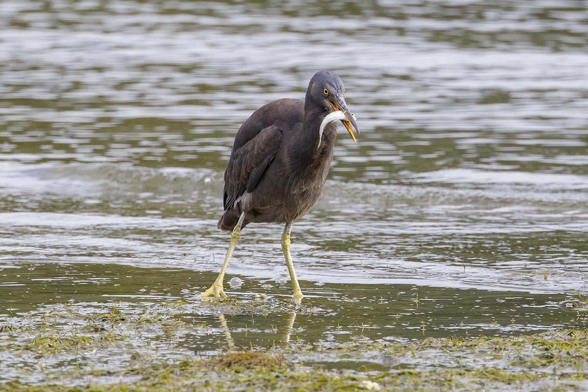 Pacific Reef-Heron - ML646766764