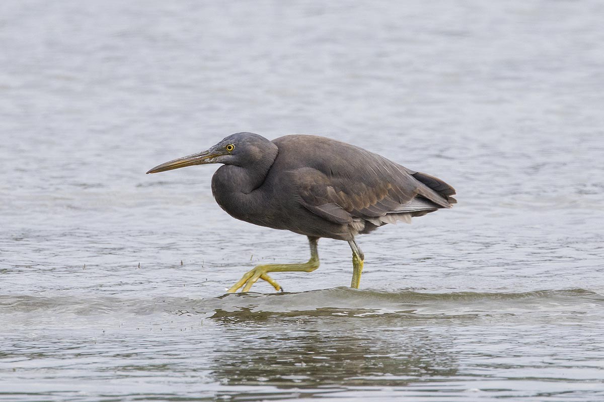 Pacific Reef-Heron - ML646766765