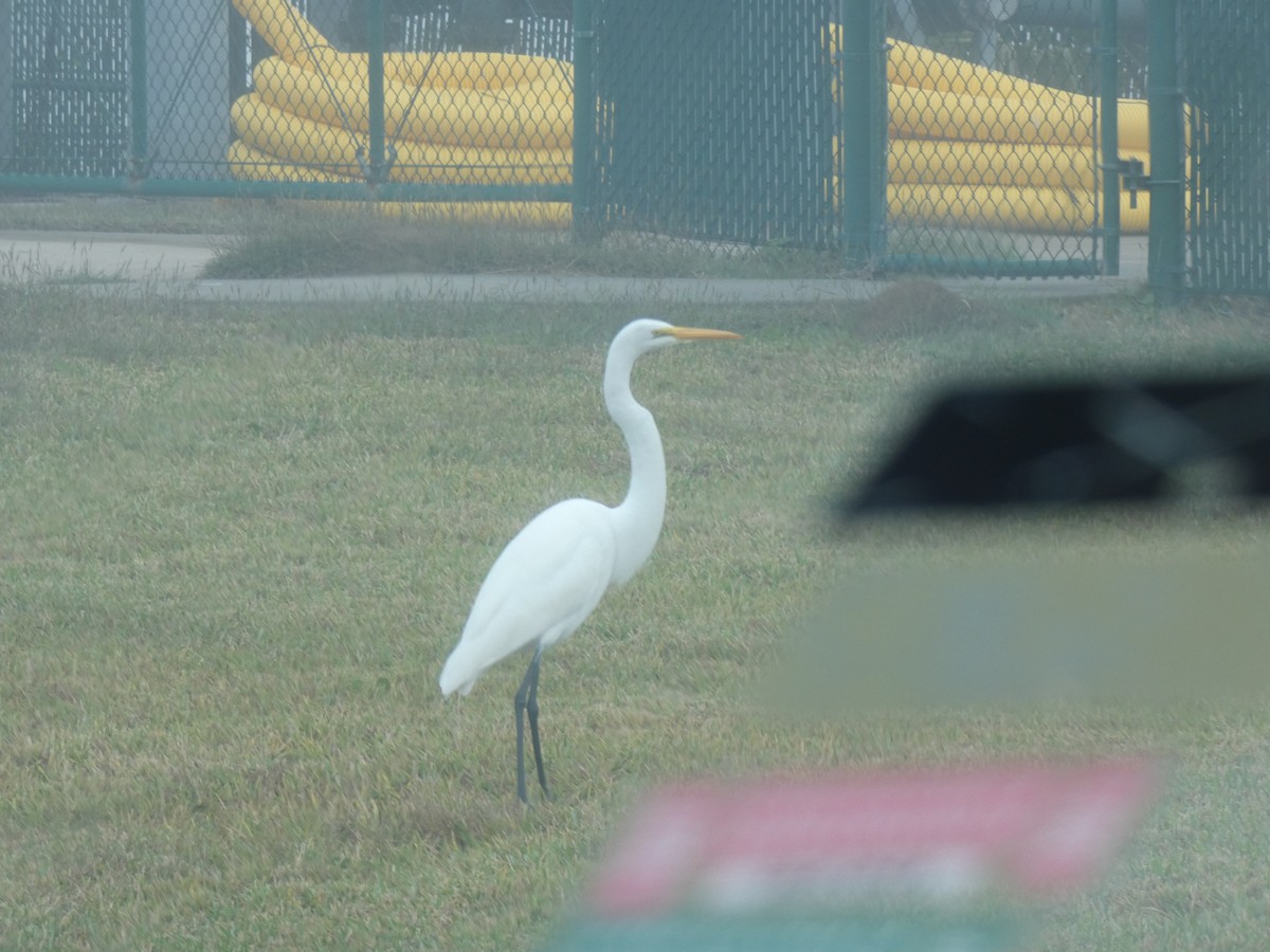 Garceta Grande - ML646766766