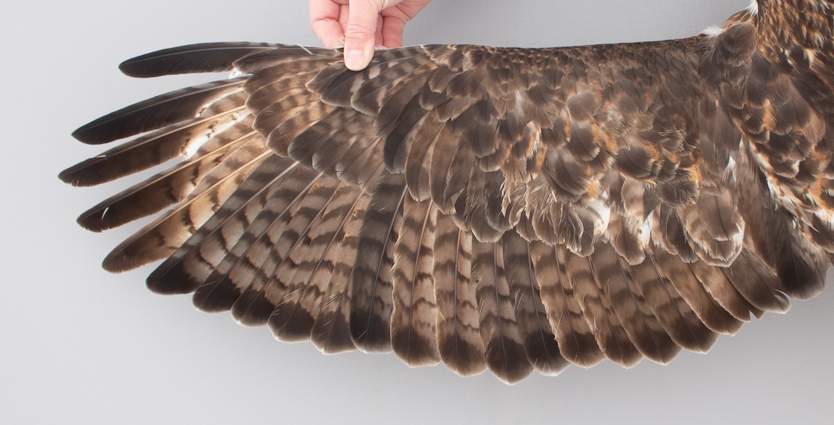 Kızıl Kuyruklu Şahin - ML646766768