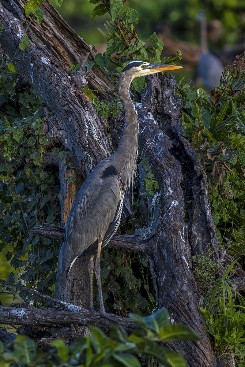 herodiashegre - ML646766769