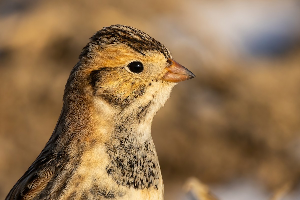 Lapland Longspur - ML646766771
