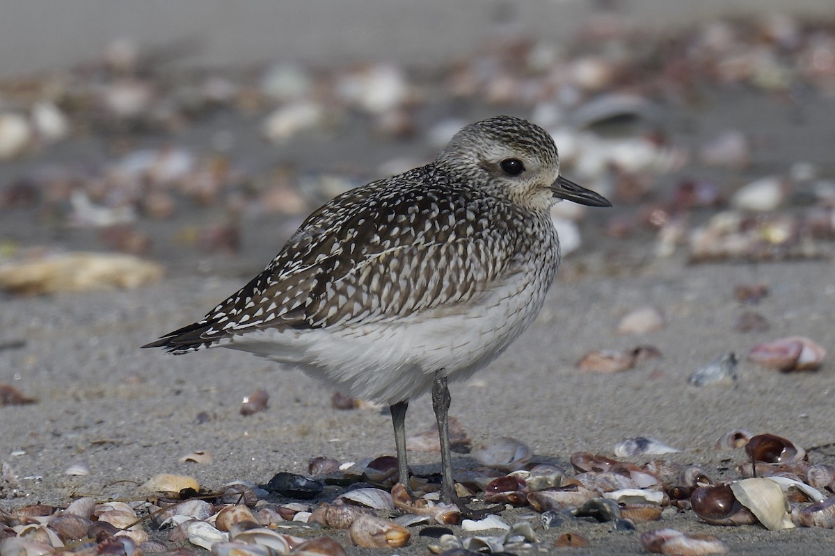 חופזי מנומר - ML646766773