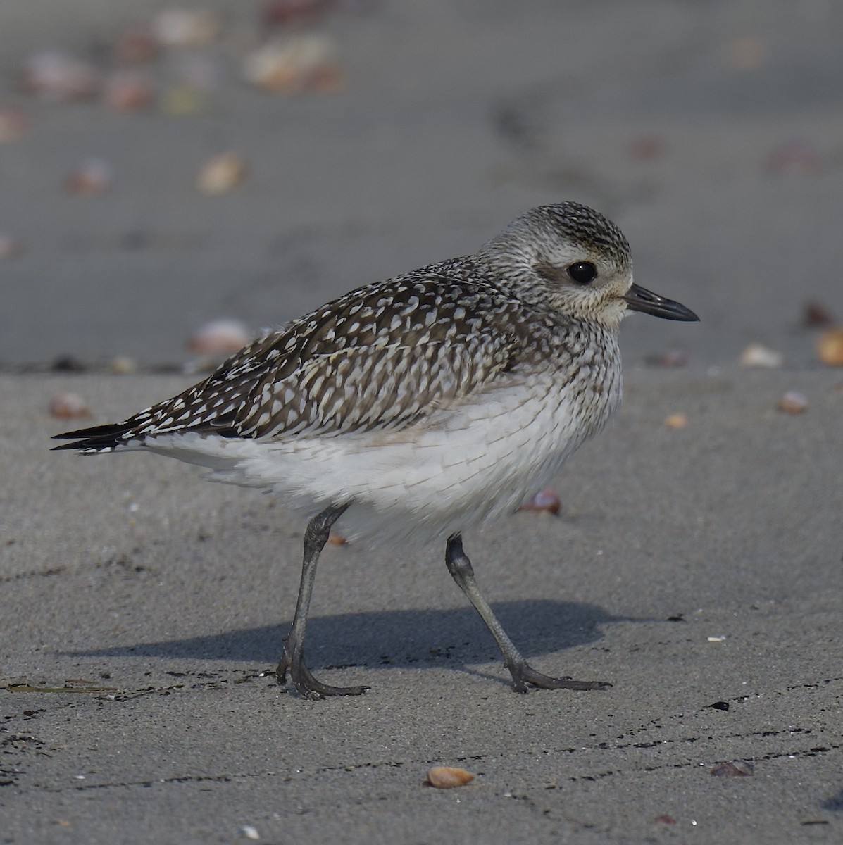 חופזי מנומר - ML646766774