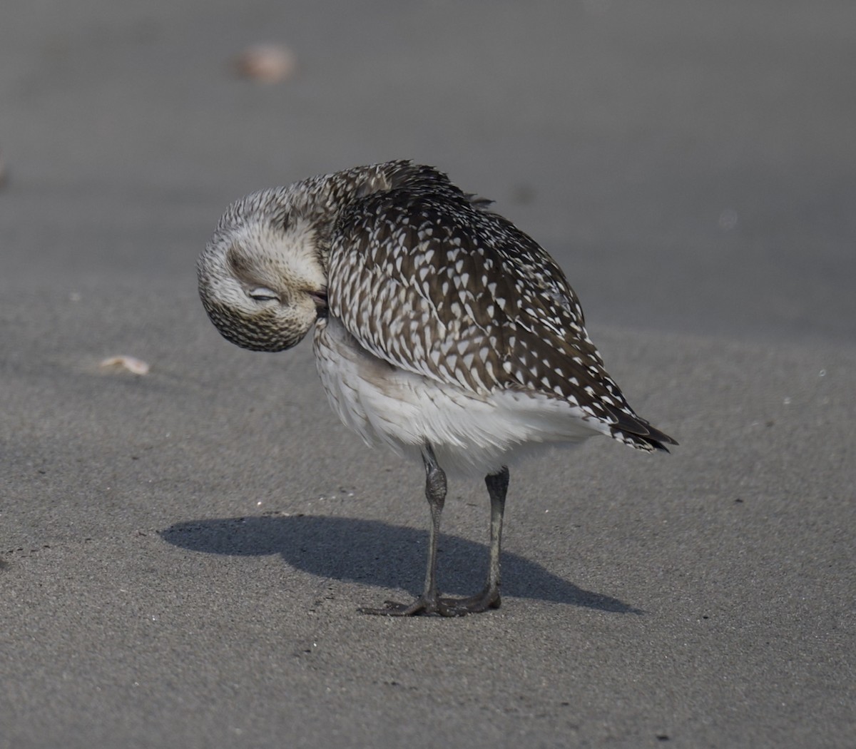 חופזי מנומר - ML646766775