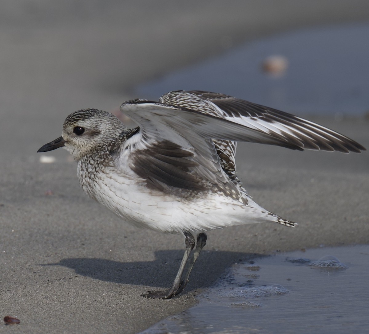 חופזי מנומר - ML646766777