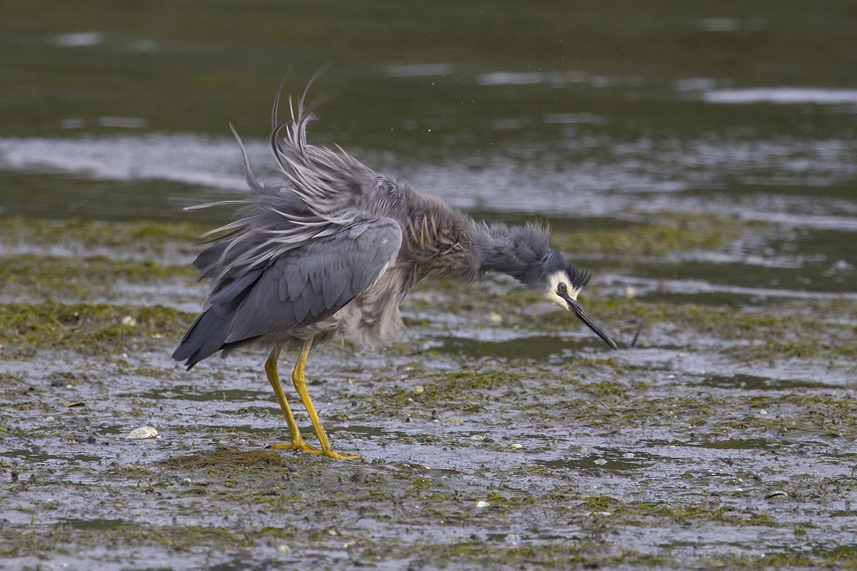 White-faced Heron - ML646766778