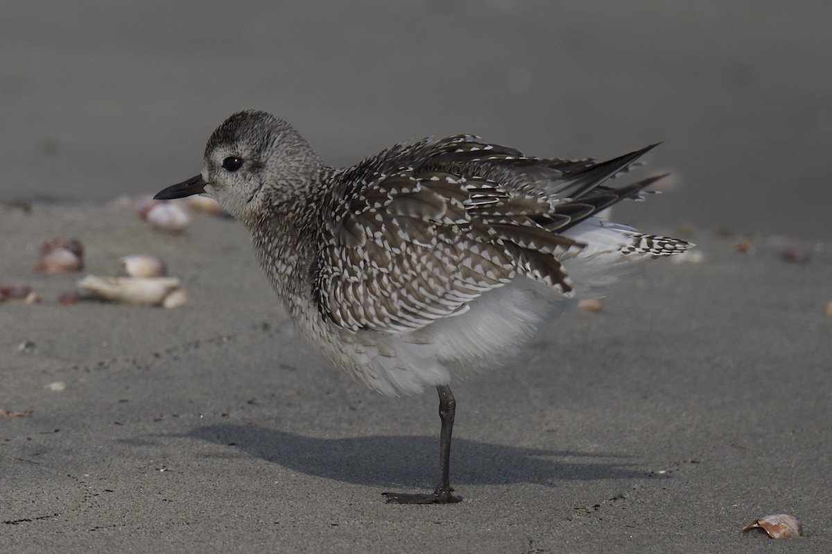 חופזי מנומר - ML646766779