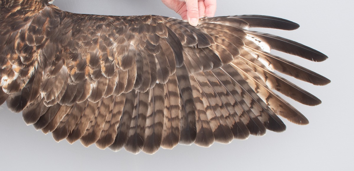 Kızıl Kuyruklu Şahin - ML646766780