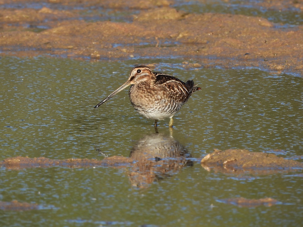 Wilson's Snipe - ML646766783