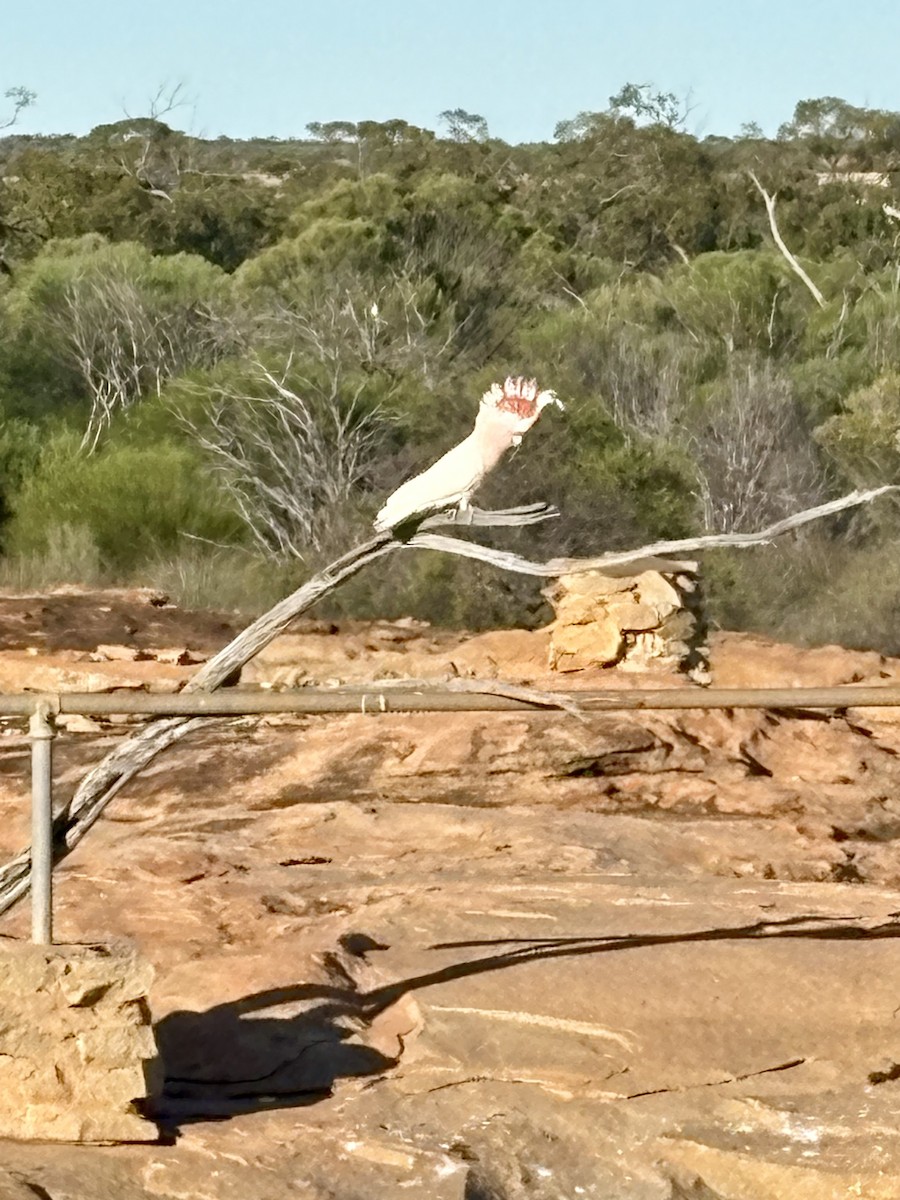 Inkakakadu - ML646766785