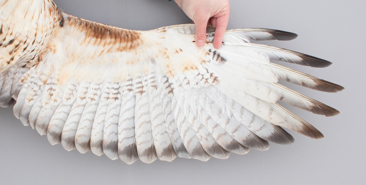 Kızıl Kuyruklu Şahin - ML646766786