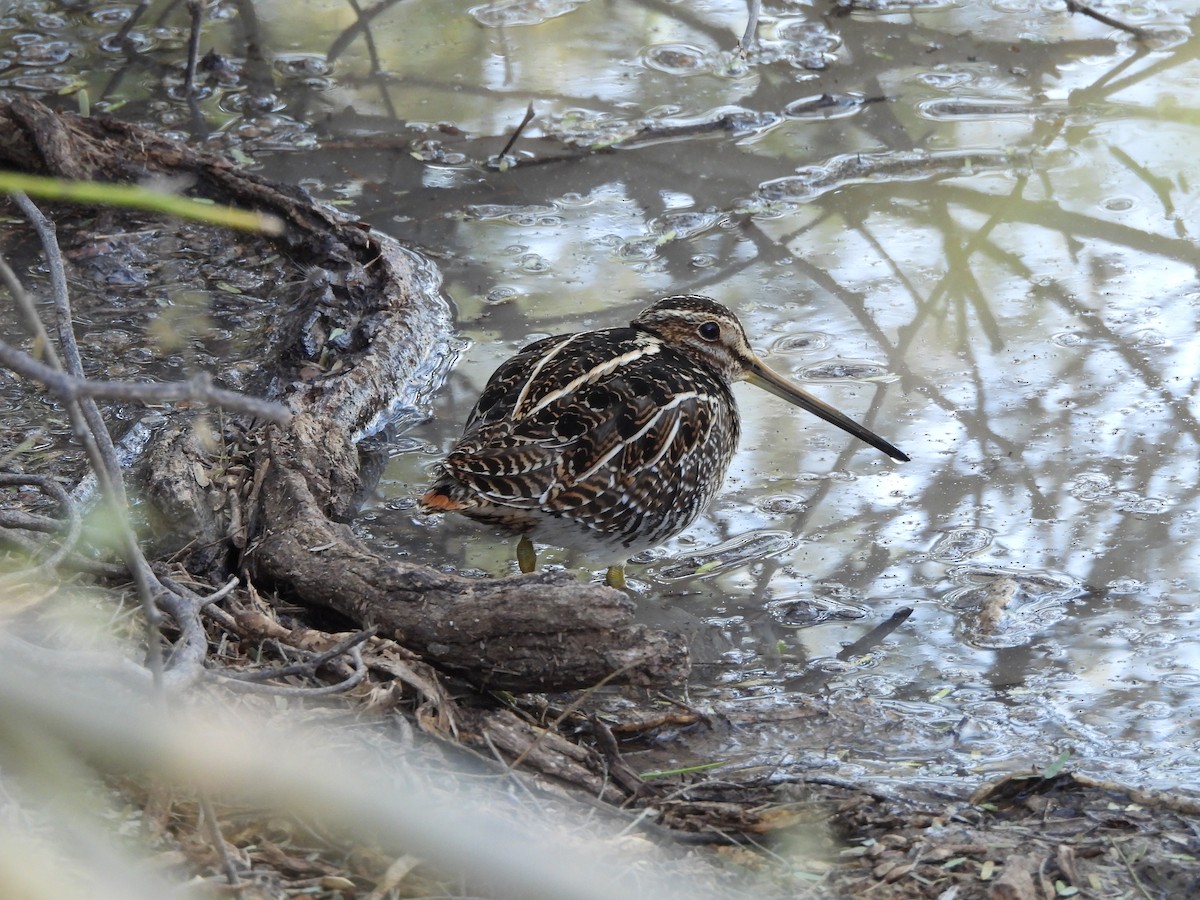 Wilson's Snipe - ML646766788