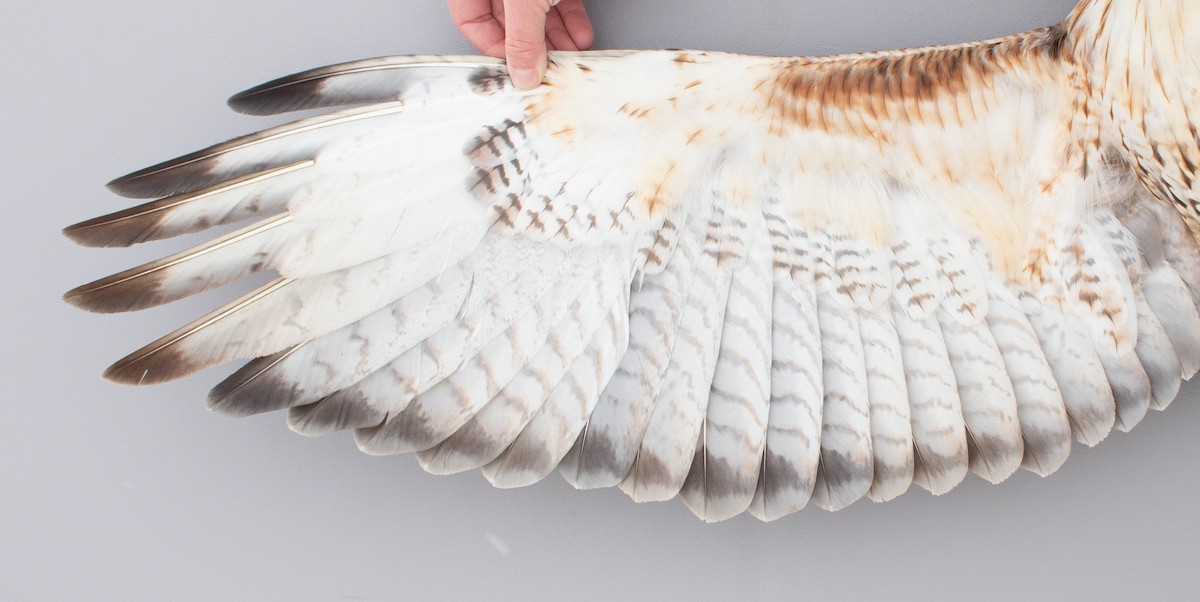 Kızıl Kuyruklu Şahin - ML646766789