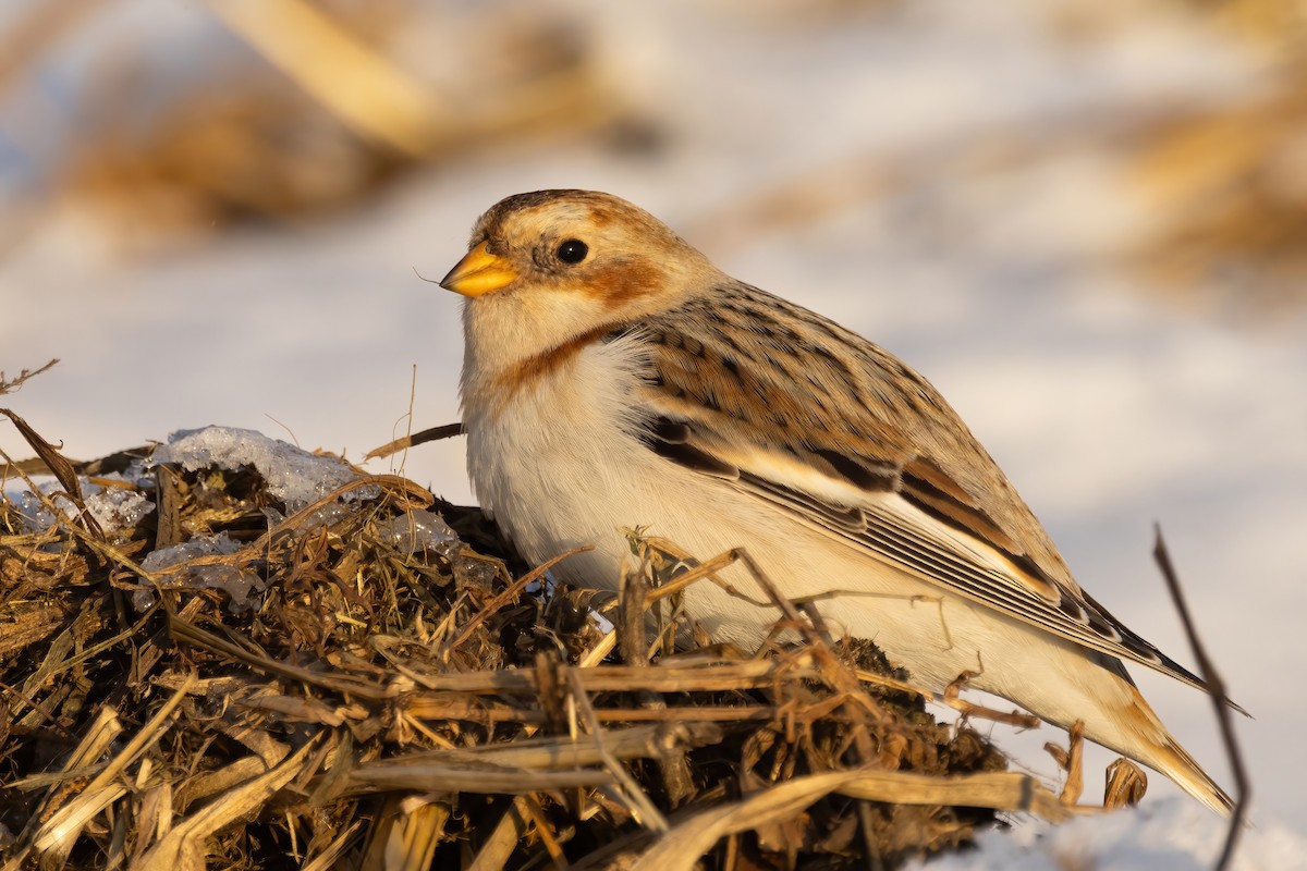 Snow Bunting - ML646766792