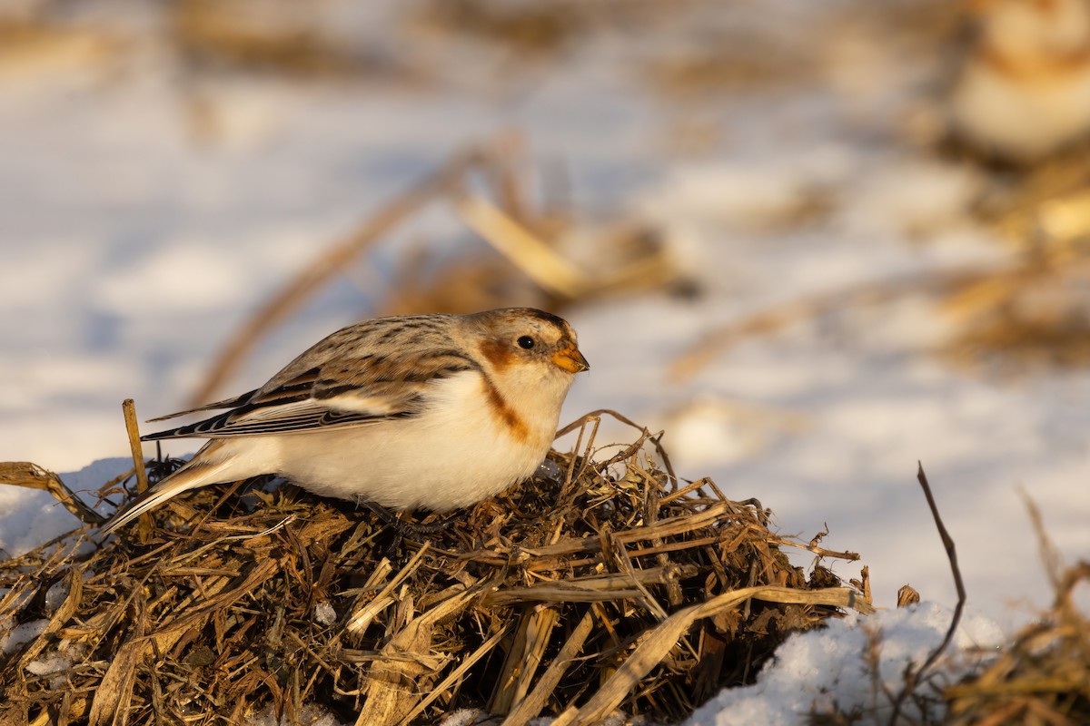 Snow Bunting - ML646766795