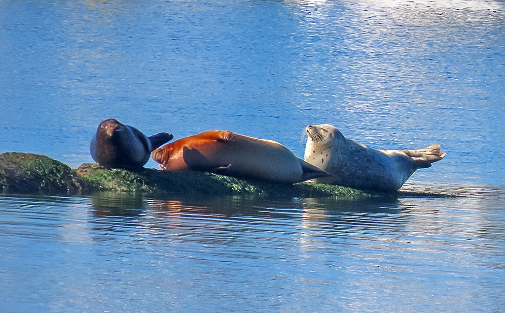 Harbor Seal - ML646766796