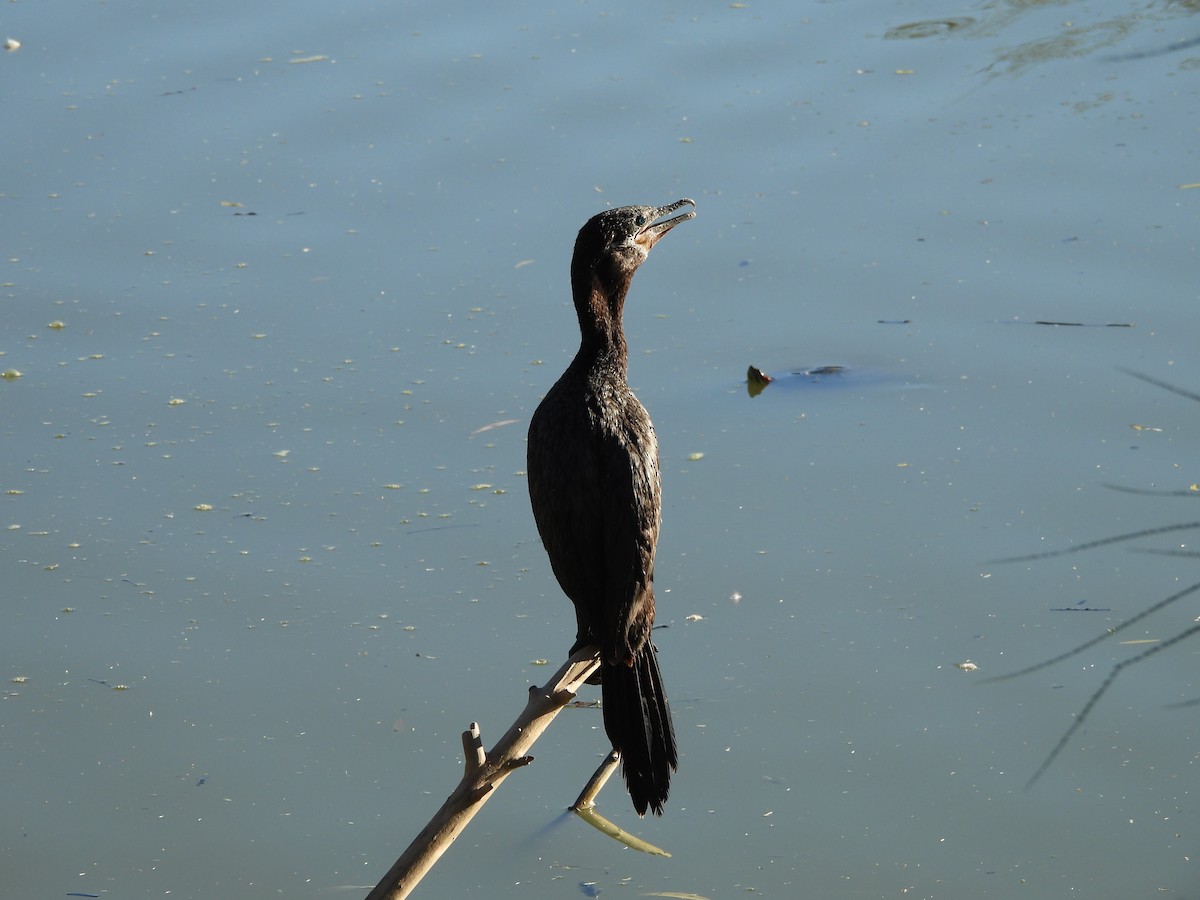Neotropic Cormorant - ML646766797
