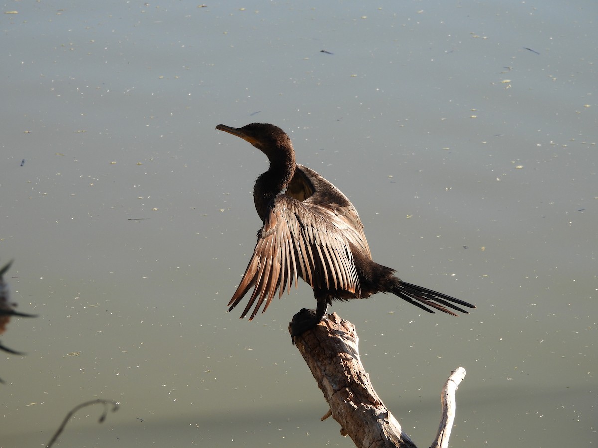Neotropic Cormorant - ML646766798