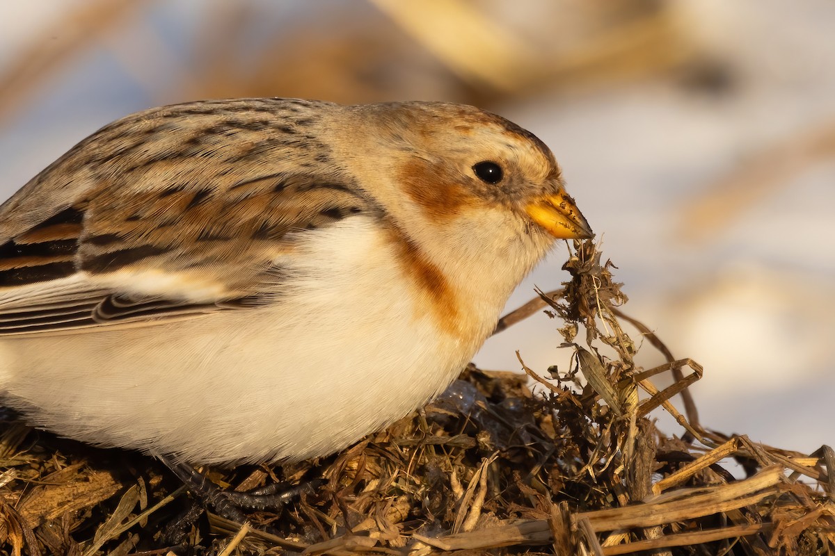 Snow Bunting - ML646766801