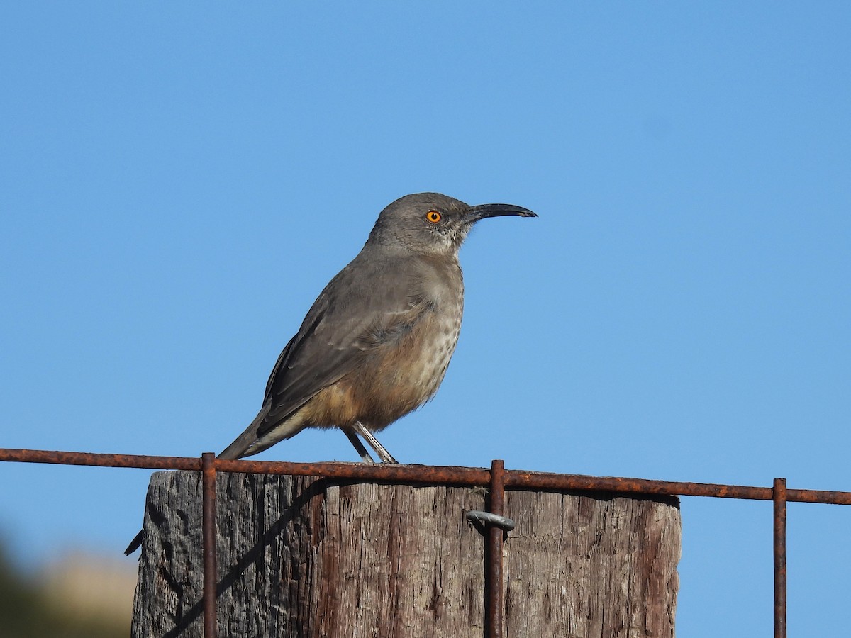 Curve-billed Thrasher - ML646766802