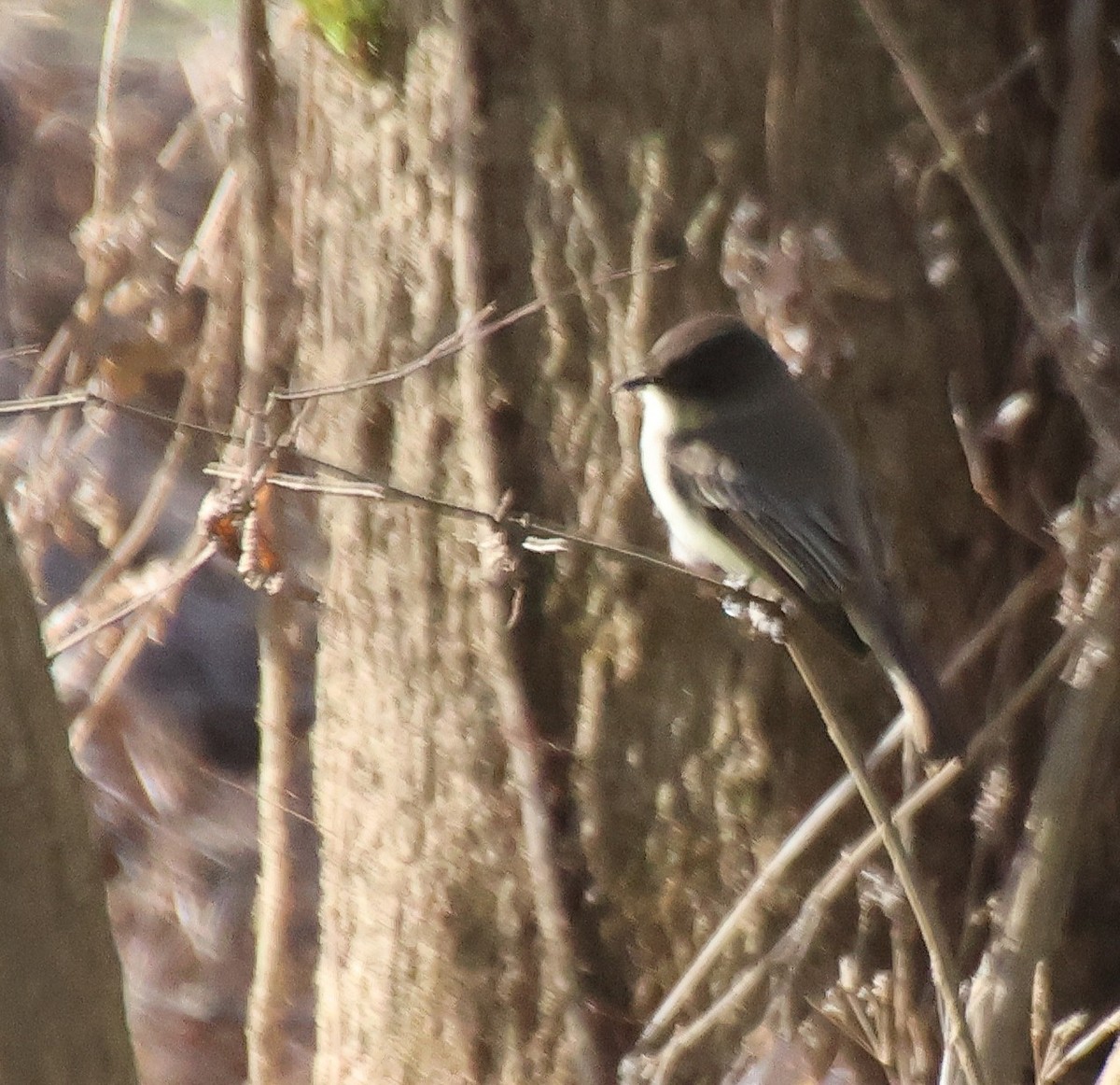 פיבי מזרחית - ML646766803
