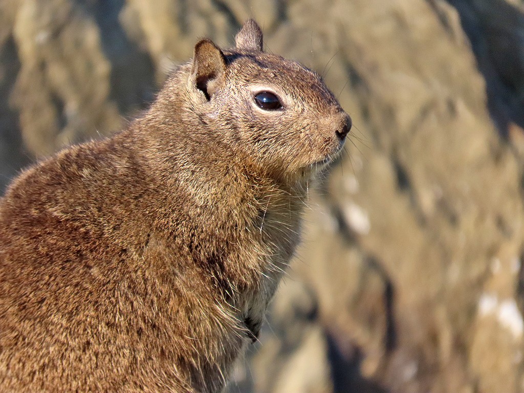 California Ground Squirrel - ML646766804