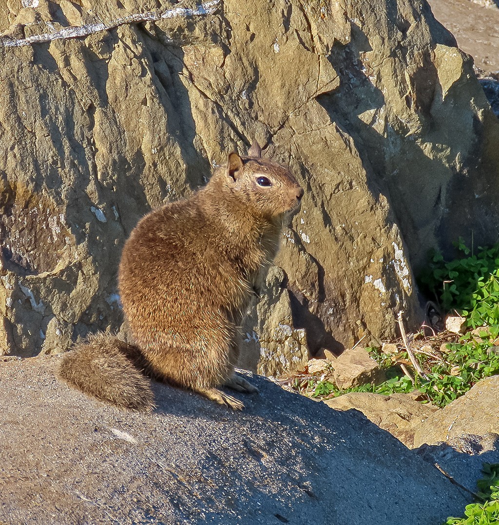 California Ground Squirrel - ML646766805