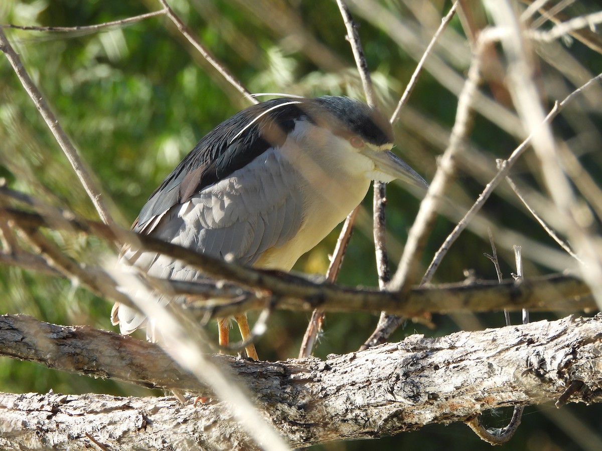 Nitticora - ML646766813