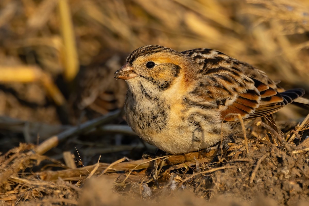 Lapland Longspur - ML646766815
