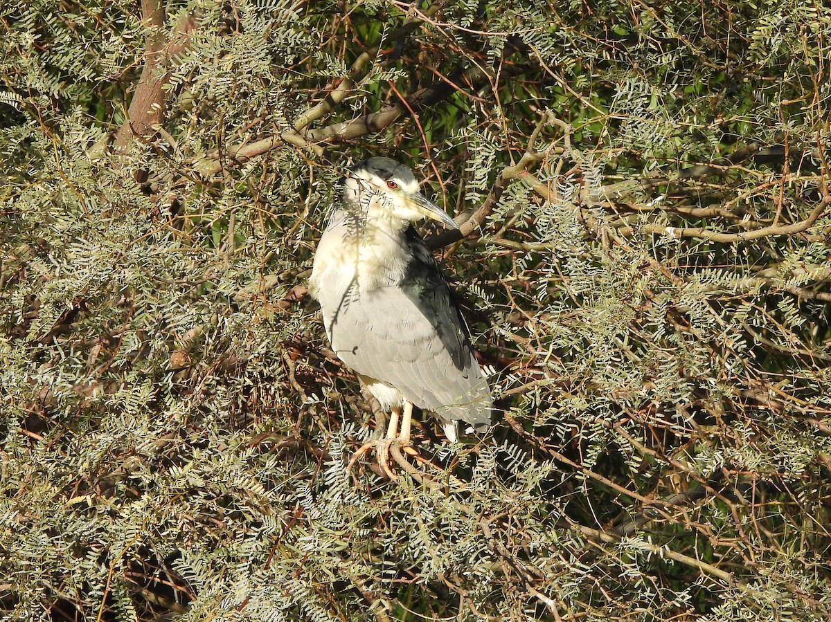 Nitticora - ML646766817