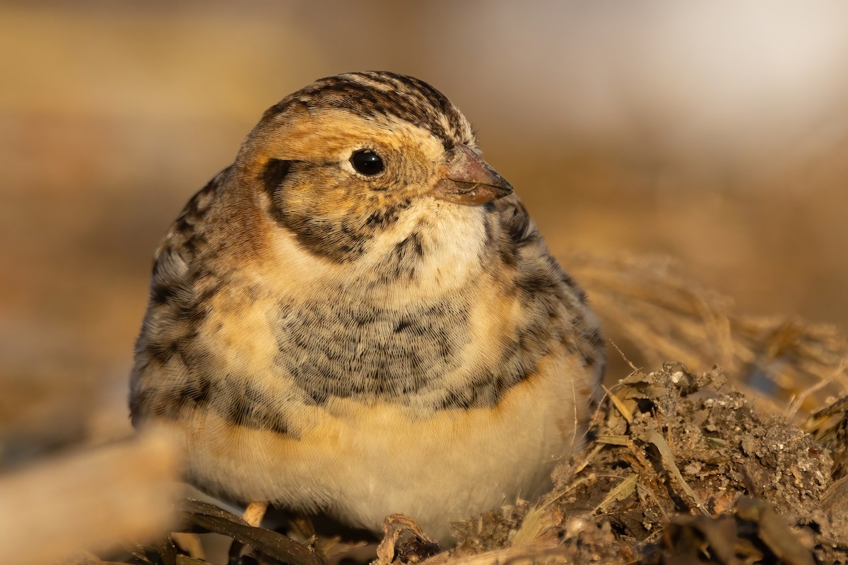Lapland Longspur - ML646766818