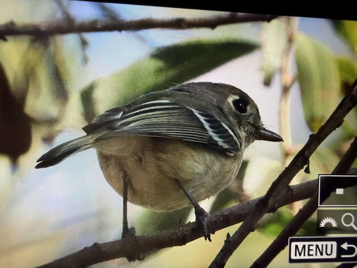 Hutton's Vireo - ML646766820