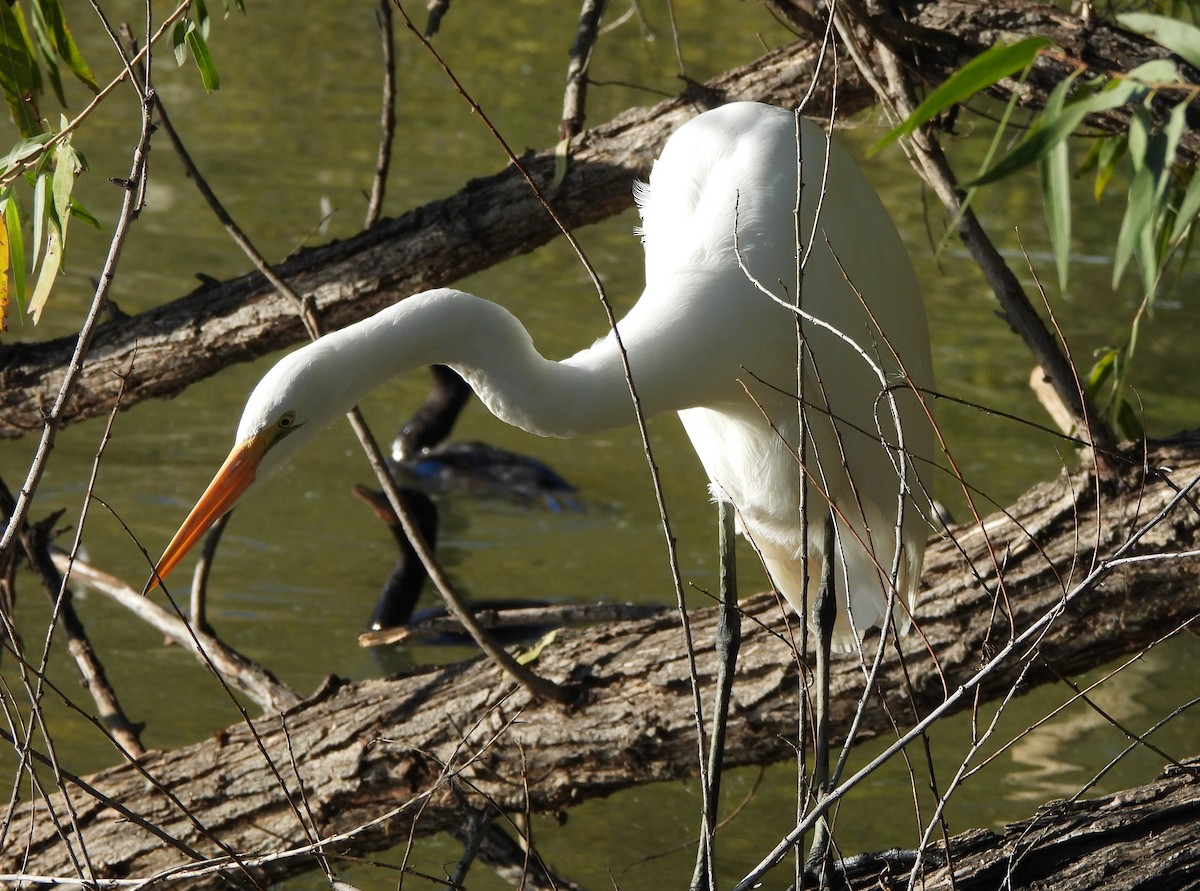 Airone bianco maggiore - ML646766821