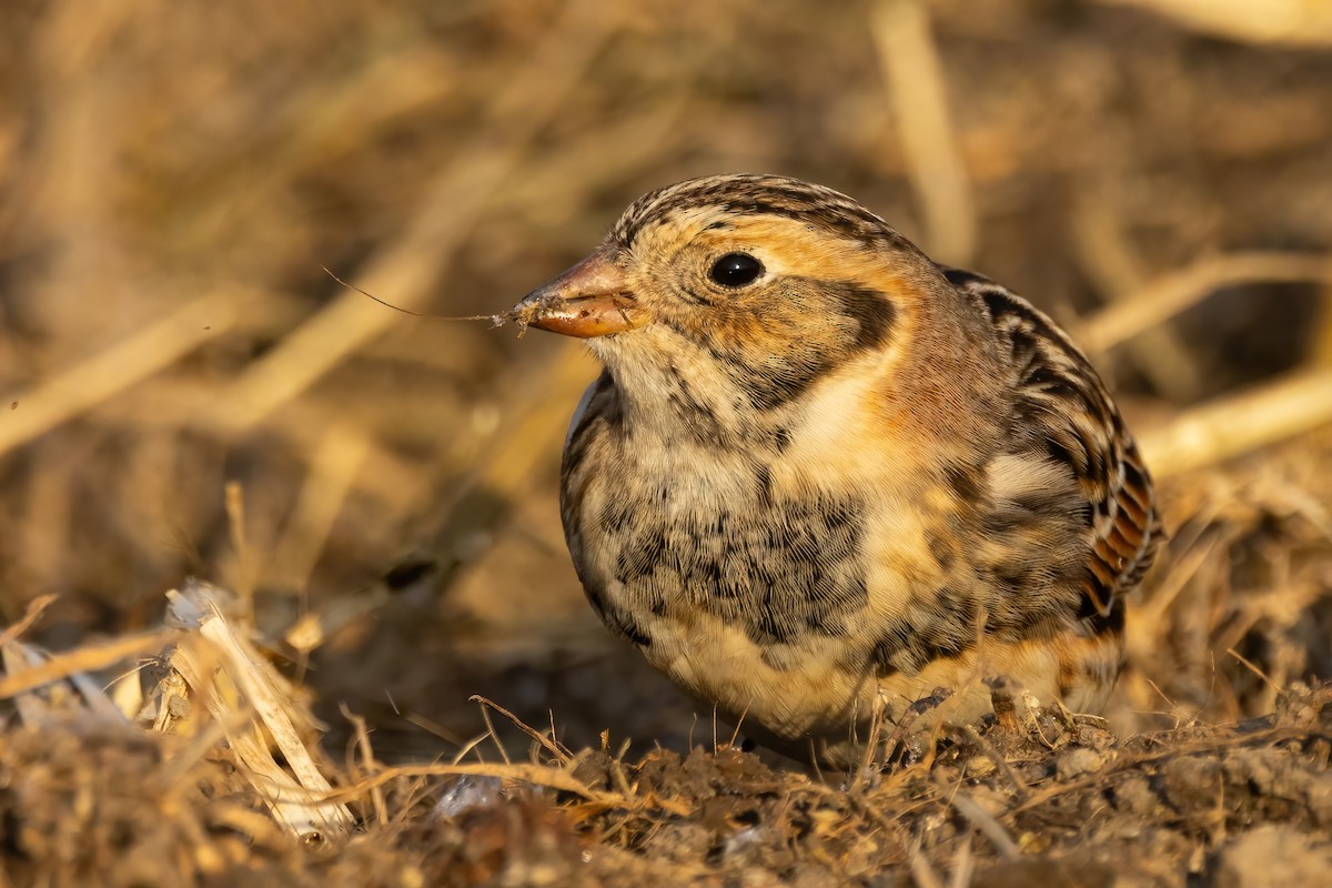 Lapland Longspur - ML646766822