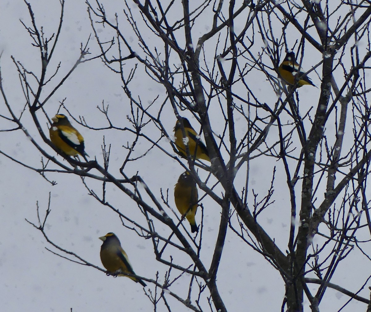 Evening Grosbeak - ML646766823