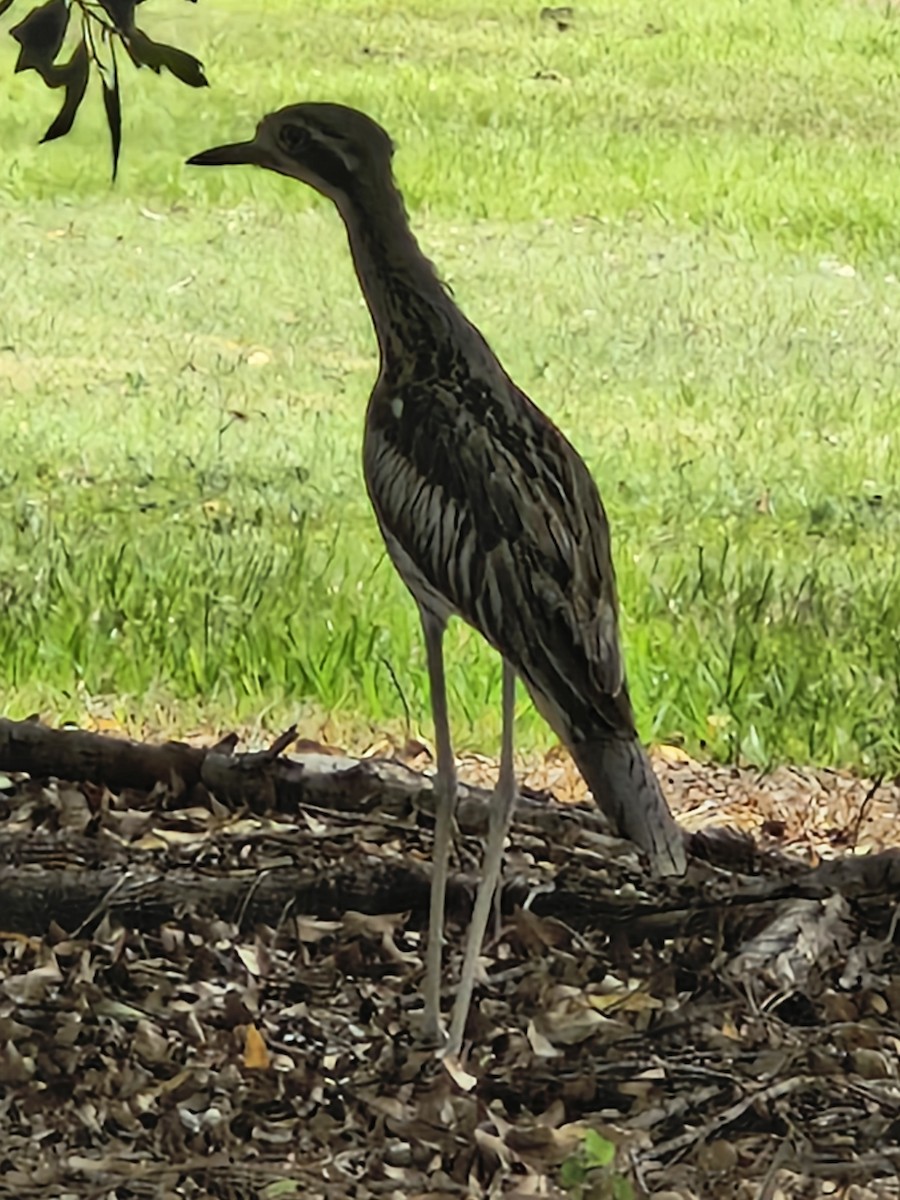 Bush Thick-knee - ML646766825