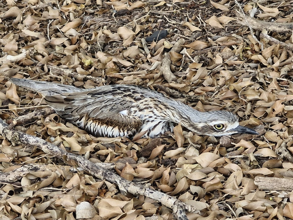 Bush Thick-knee - ML646766826