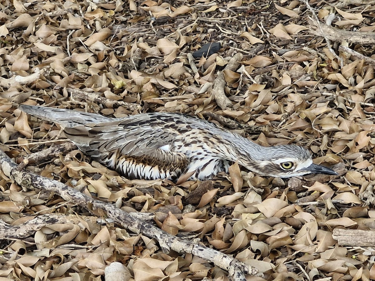 Bush Thick-knee - ML646766827