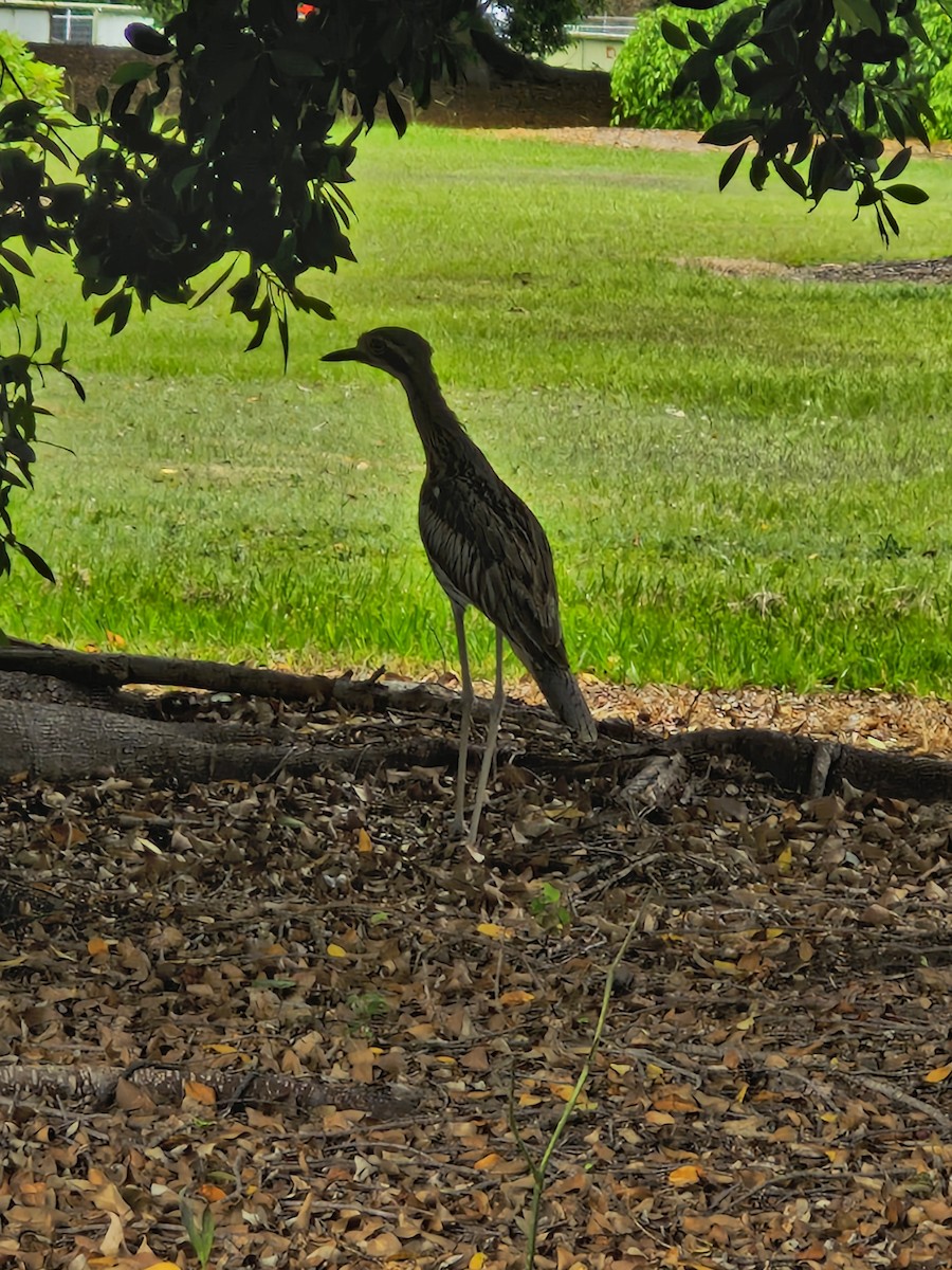 Bush Thick-knee - ML646766828