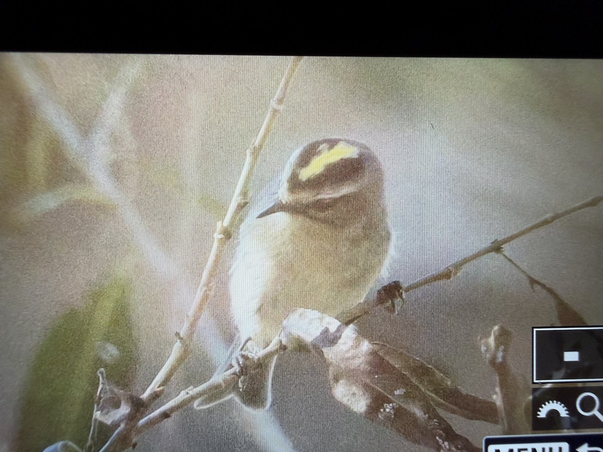 Erregetxo amerikarra - ML646766829