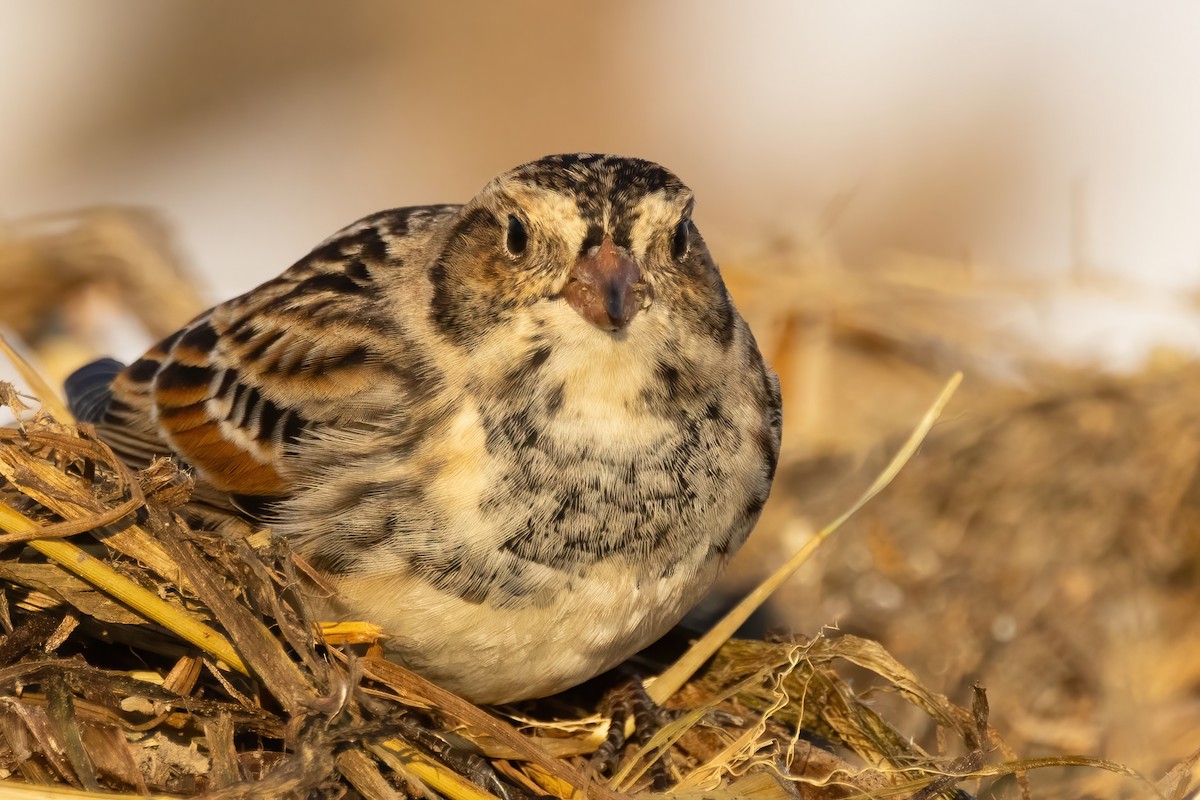 Lapland Longspur - ML646766830