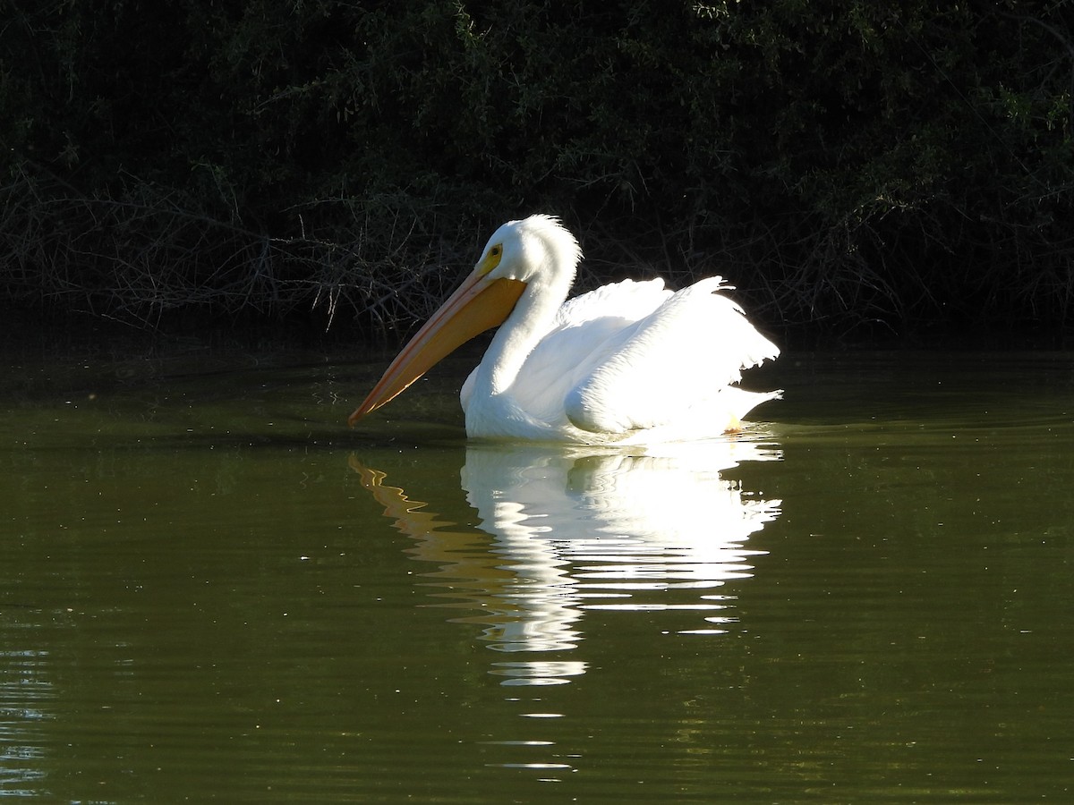 American White Pelican - ML646766831
