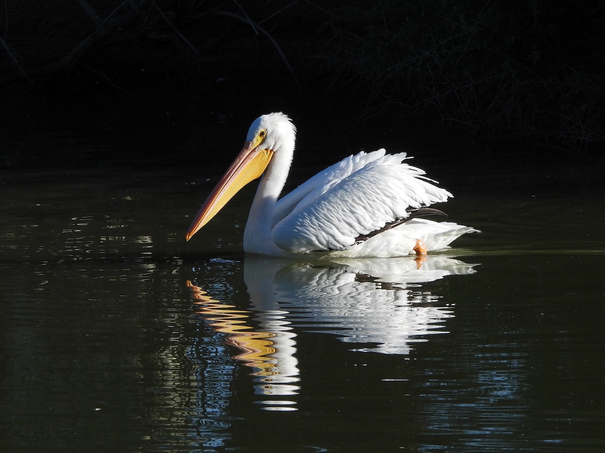American White Pelican - ML646766832