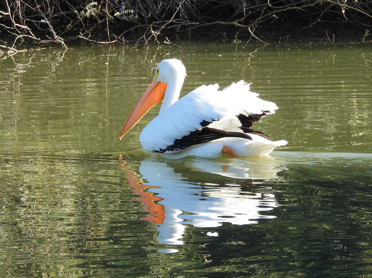 American White Pelican - ML646766833