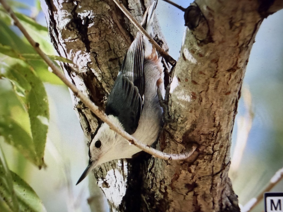 White-breasted Nuthatch - ML646766836